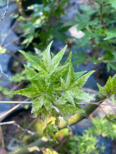 Acer palmatum 'Koshibori nishiki' Variegated Japanese Maple